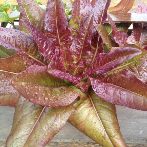 Salāti 'Devil's Tongue'